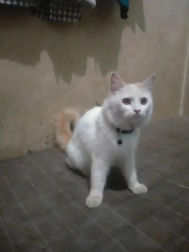KUCING PERSIA ( BETINA )