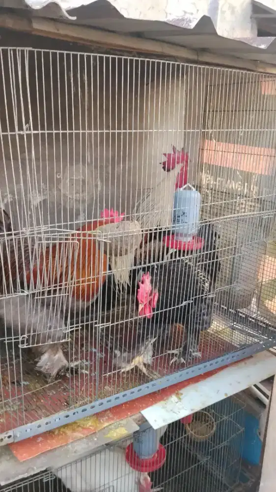 Ayam brahma sepasang dan ayam peluang kokok panjang