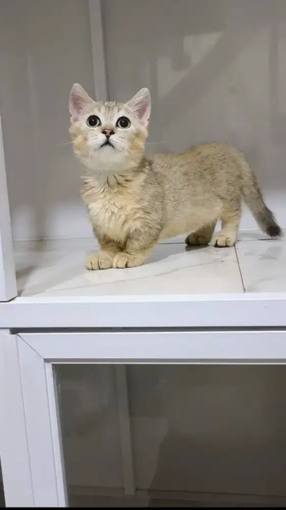 Munchkin golden jantan