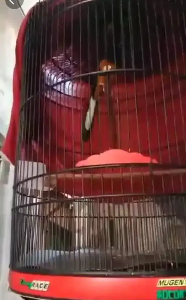 Burung murai trah blorok prestasi