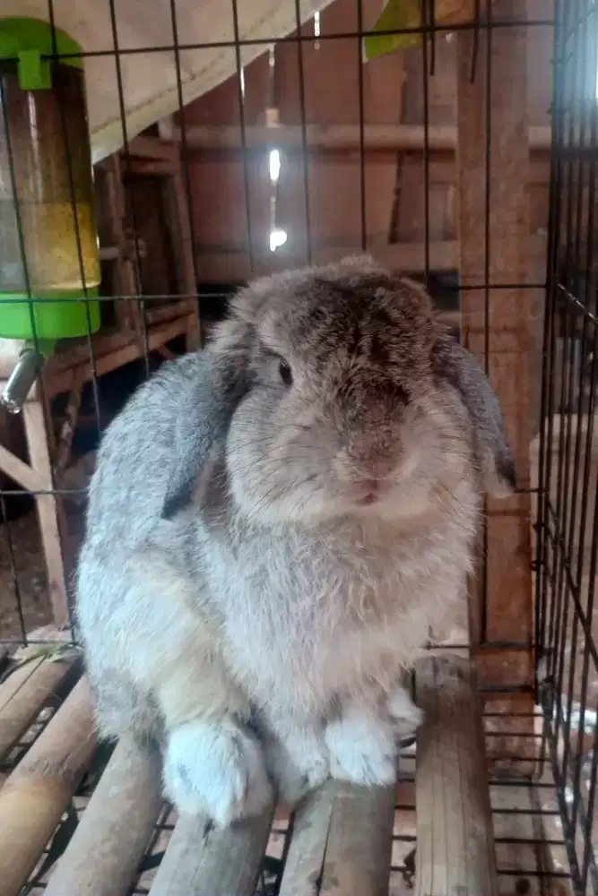 Kelinci Holland Lop Jantan
