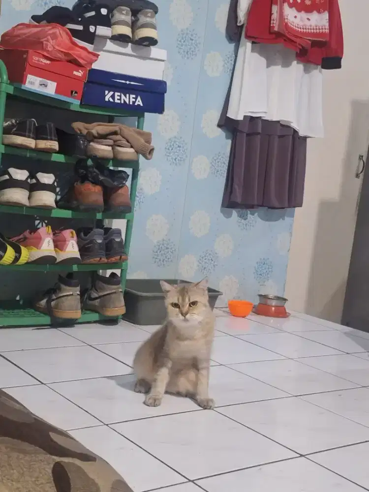 Kucing british shorthair golden betina sudah vaksin