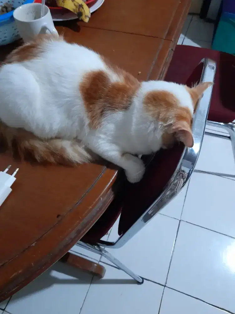 Cari yang mau diAntar jemput sekolah atau kerja