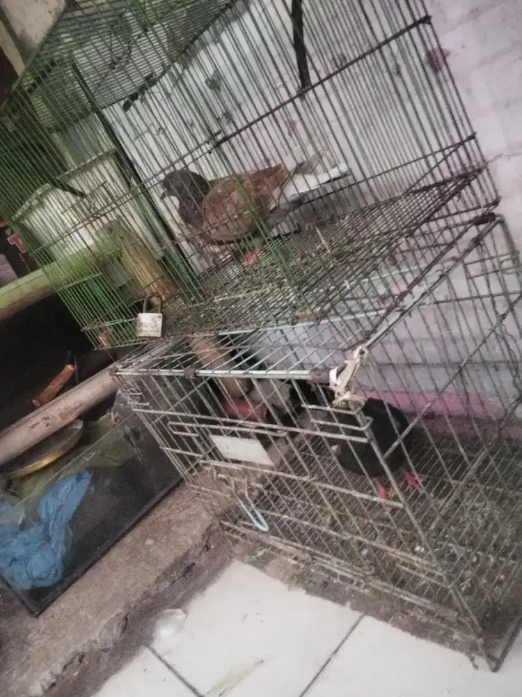 Burungdarablm giring
