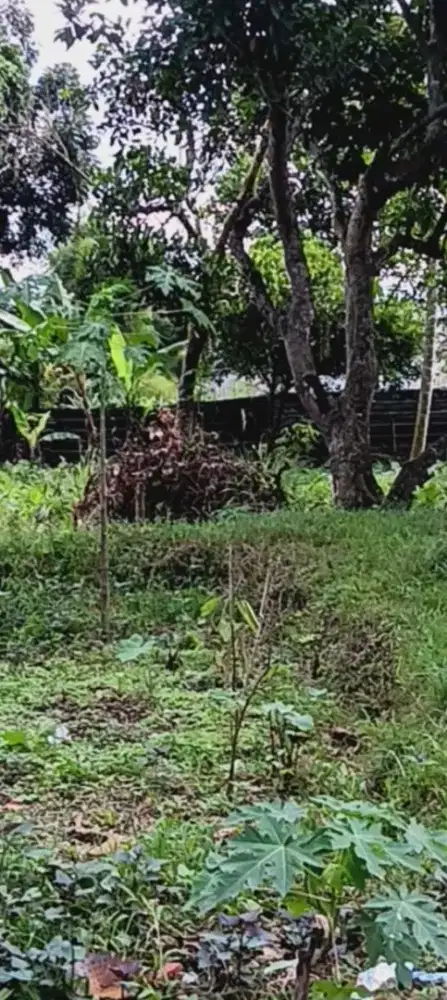 Tanah Murah, Pabuaran kemang
