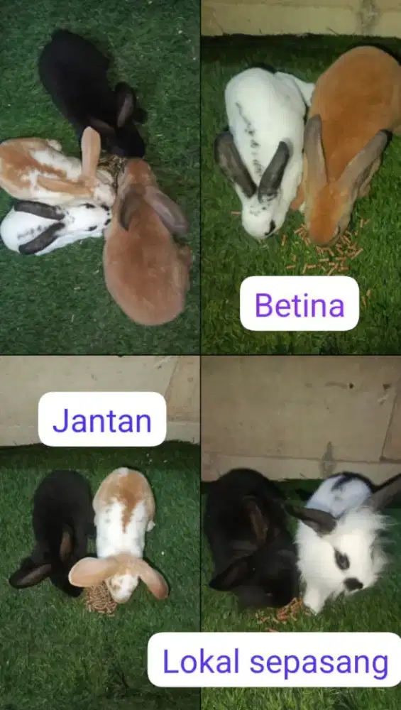 2 pasang Rex,1 pasang lokal,lokasi parung bogor
