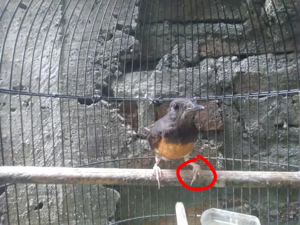 Murai medan betina