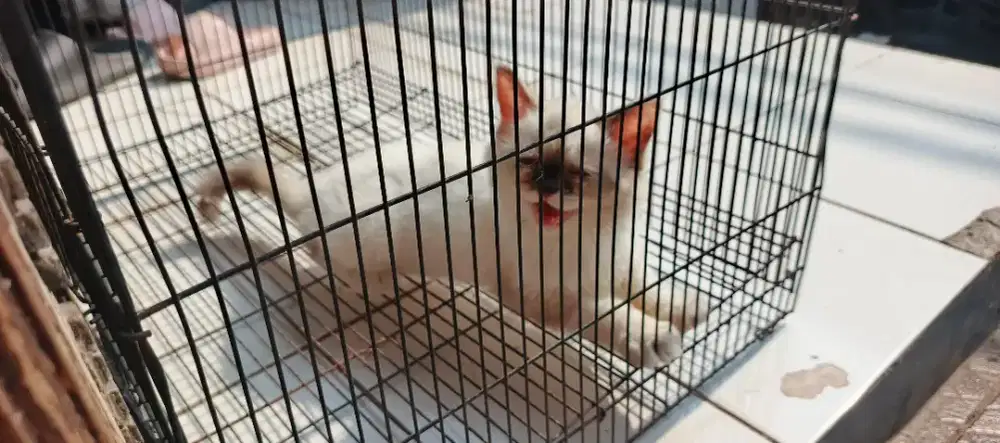 Kucing Persia Himalaya Peaknose Flatnose Kitten Premium Bigbone betina