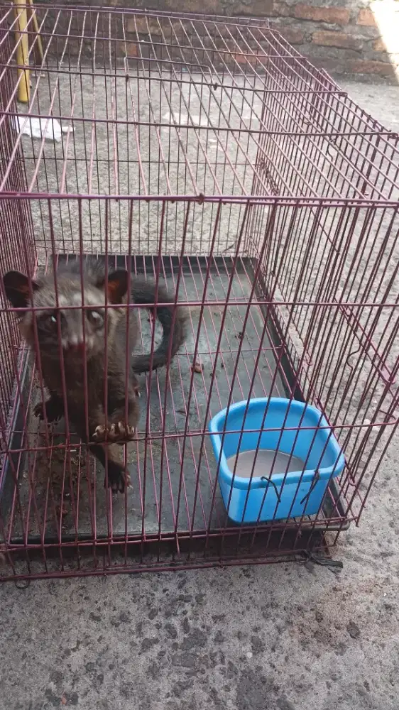 Musang pandan umur 2 bulanan,,Jinak