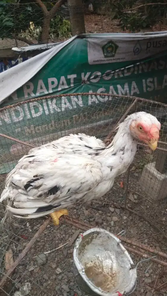 Ayam jantan asell parot umur 3 bulan leubih