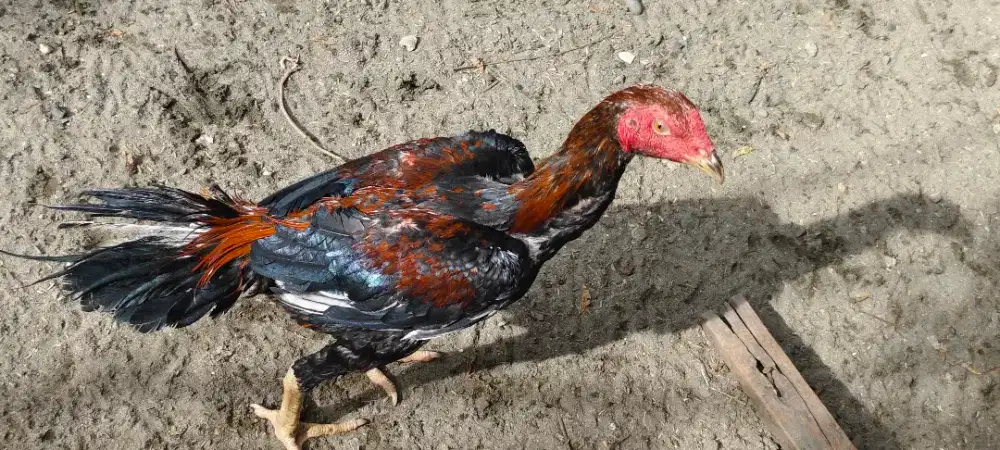 Ayam siam muda ..