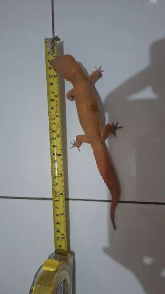 Gecko Dark Tangerine