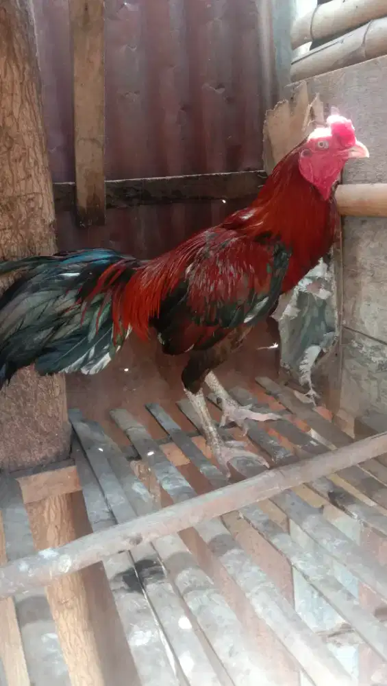 yg perlu buat ayam dipotong ada