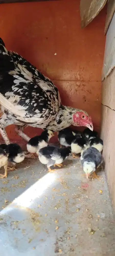 Anak ayam siam ..