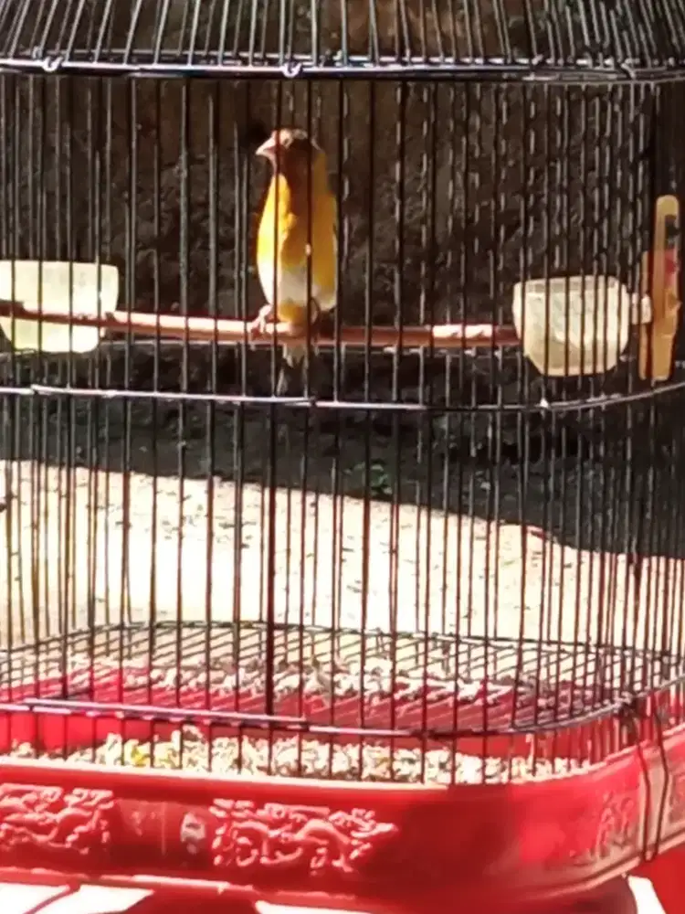 Burung hybird gacor nyerang