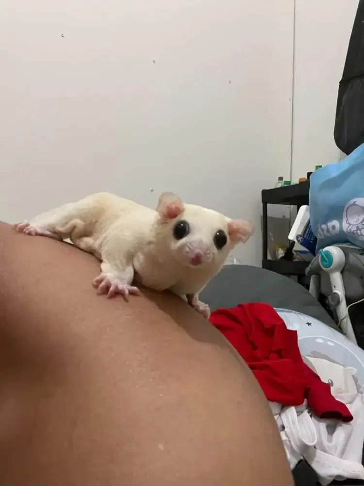 Sugar glider leucistic