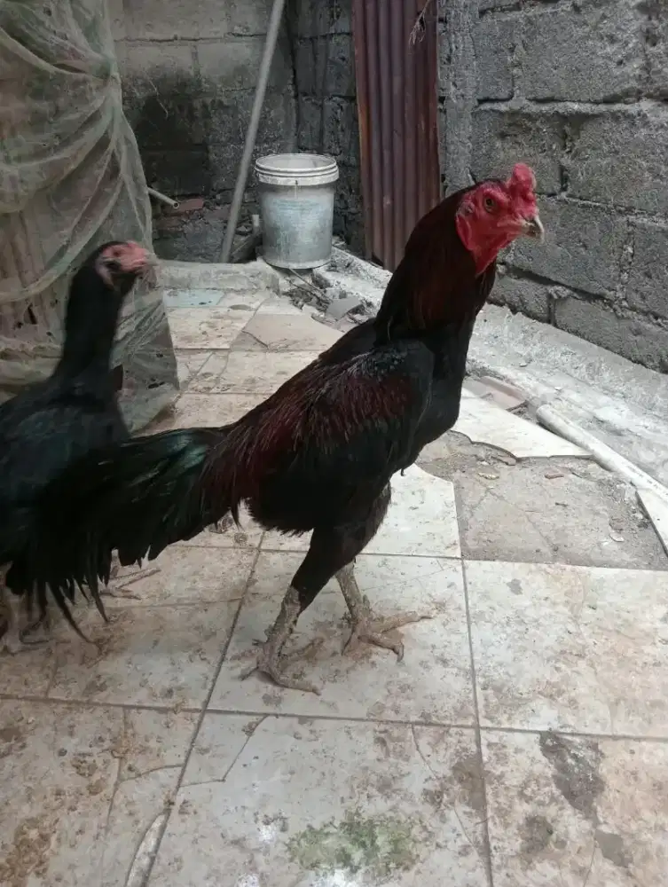 Ayam Birma x Mangon telor biru