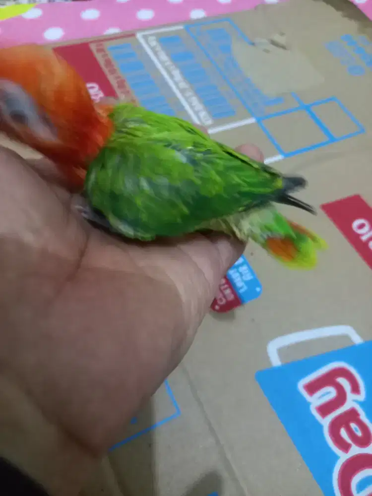 LOVEBIRD BIOLA GREEN MASIH LOLOHAN