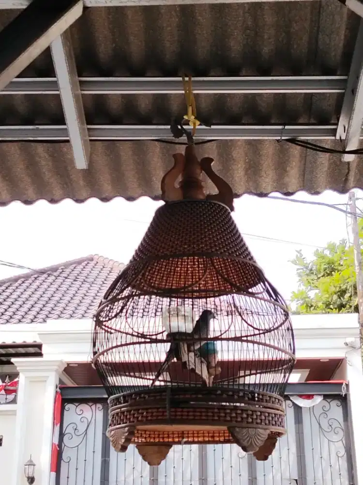 Perkutut lokal alam,