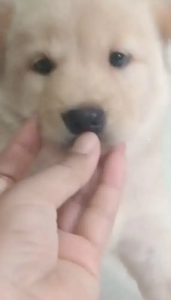 anakan puppy kintamani