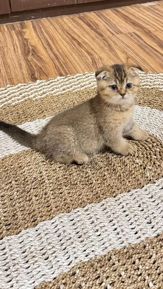 kucing scotish fold bukan bsh golden