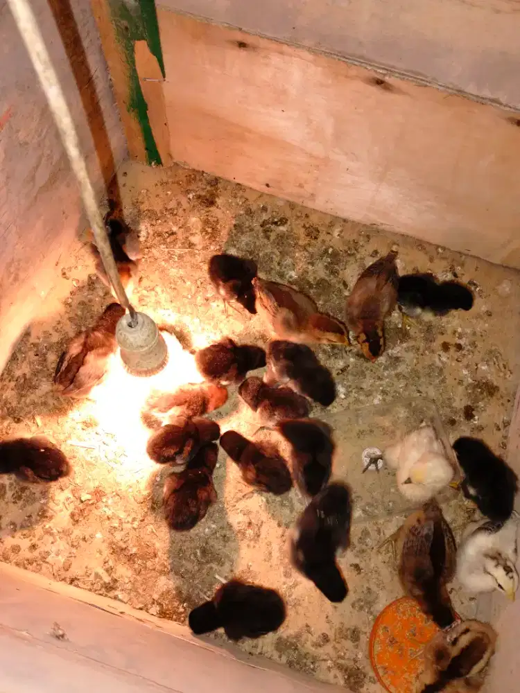 Doc ayam kampung asli