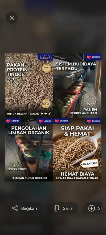 Jual Beli Maggot BSF