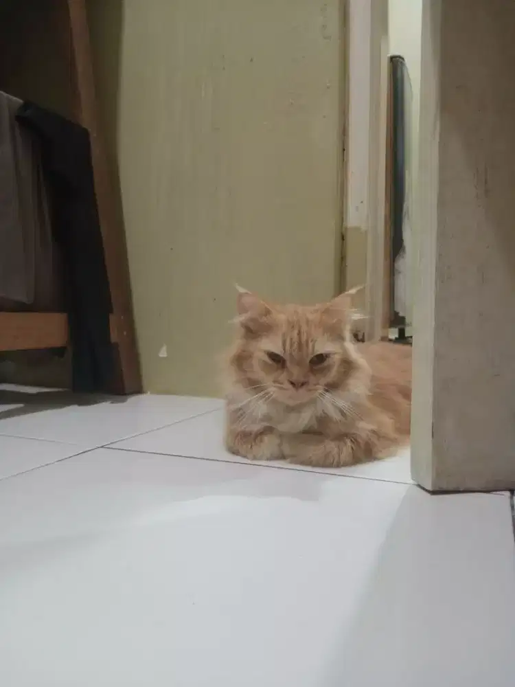 Kucing persia betina