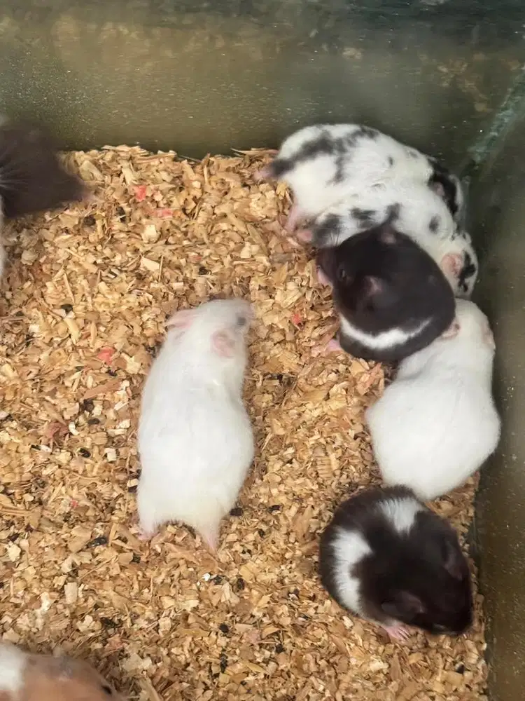 Hamster syirian