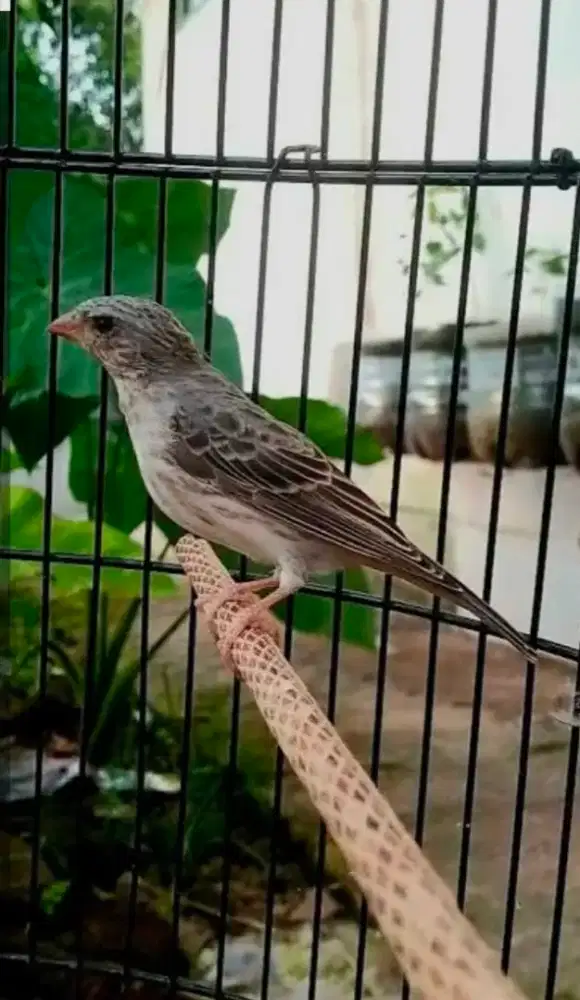 Burung sanger gacorr