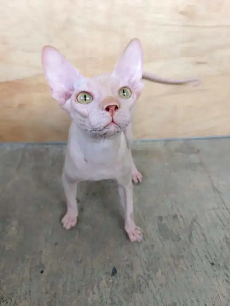 kucing sphynx 7bulan jantan