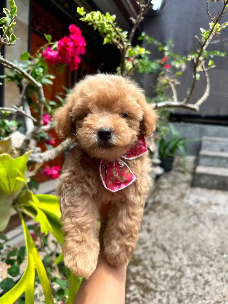 Poodle betina Umur 2bulan
