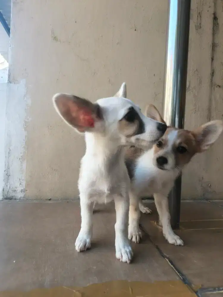 Mix Corgi Betina 4 Bulan, Aktif Lincah