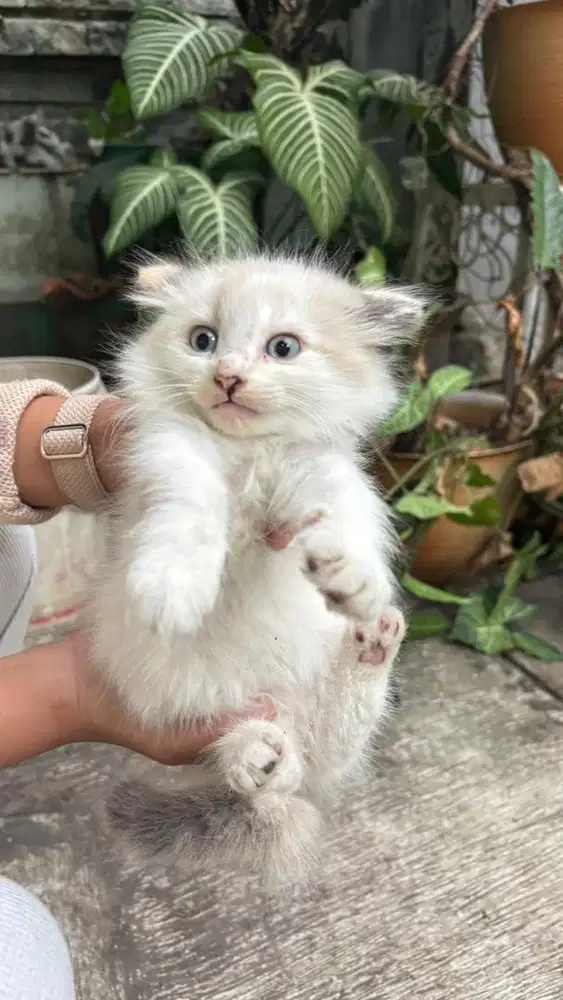Kucing Himalaya mix Persia