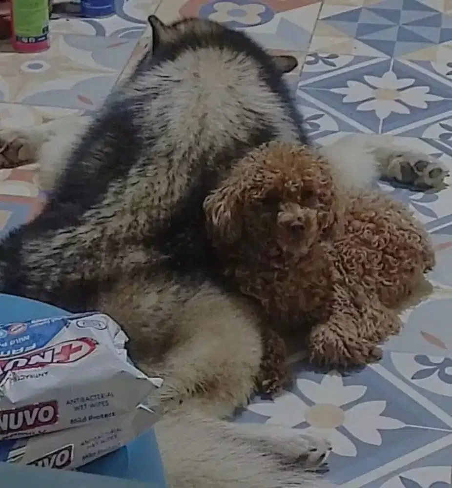 Poodle jantan 2 tahun
