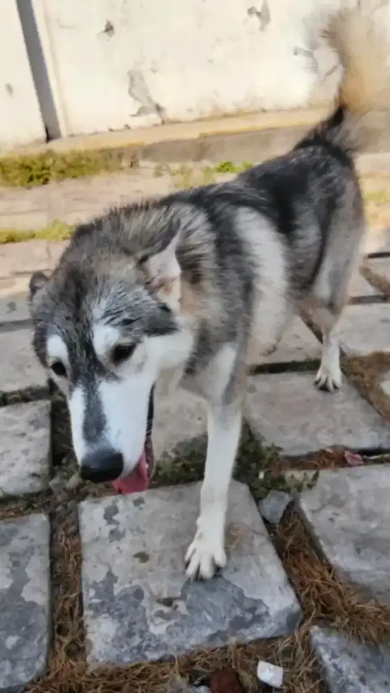 Yg lagi cari betina husky usia 7 bulan lebih merapat.