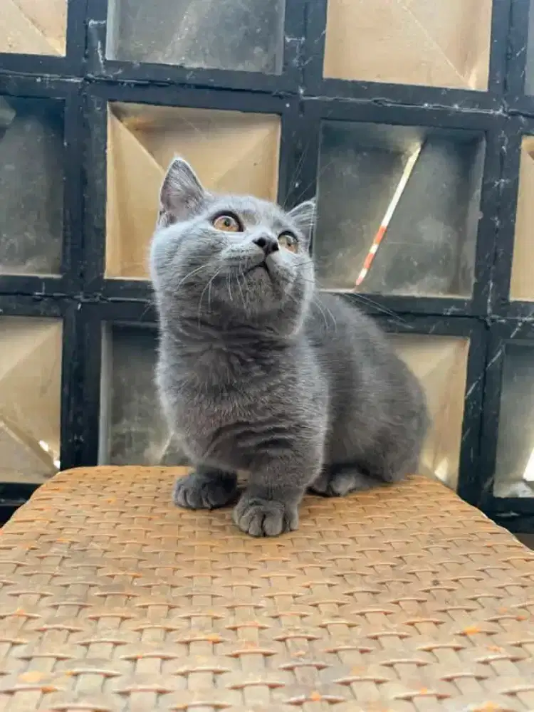 Kitten munchkin bsh