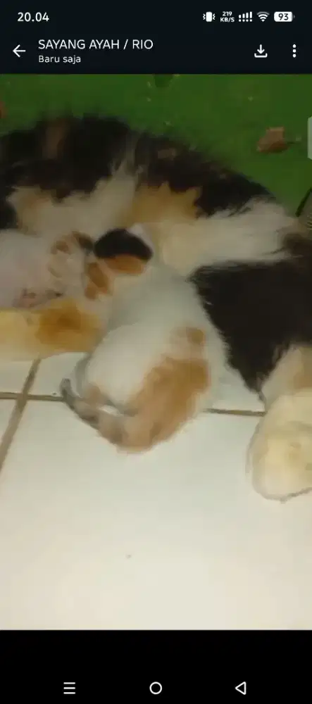 Kucing persia induk anak 2 masih nyusu
