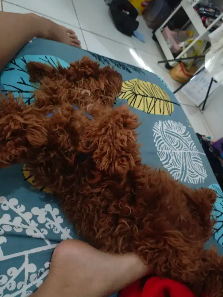 Jasa pacak anjing poodle