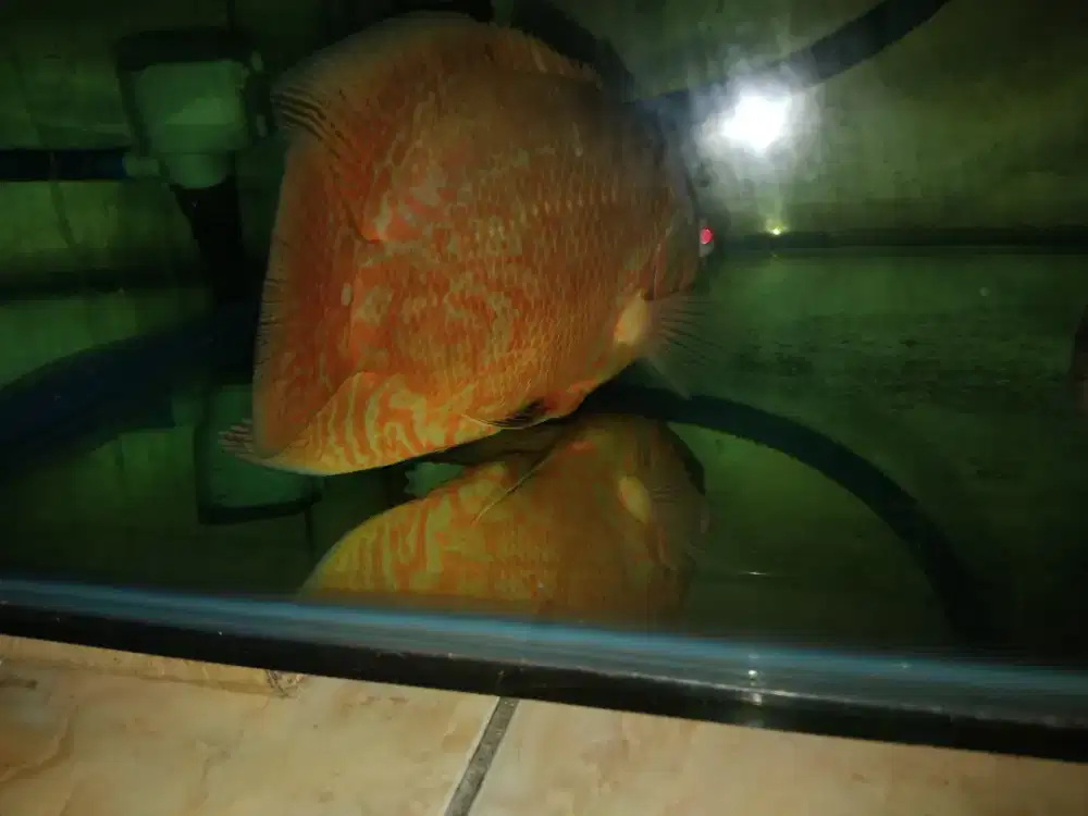 Oscar nemo uk20cm 2ekor ngabisin 300rb