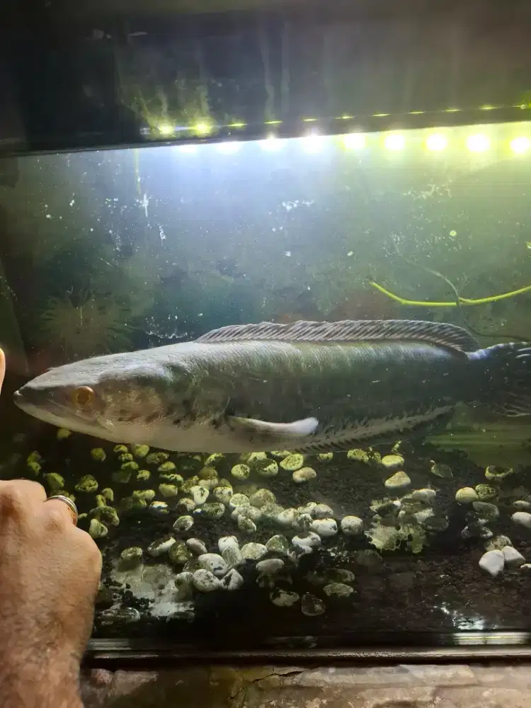 Ikan toman monster