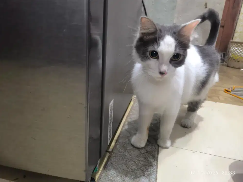 Kucing persia lucu