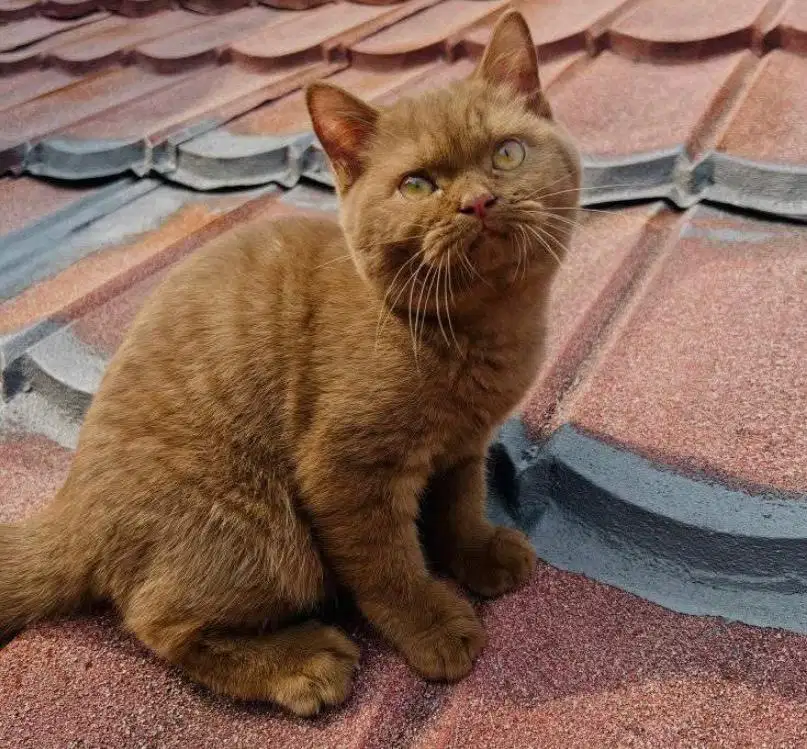 Kucing british shorthair bsh british short hair