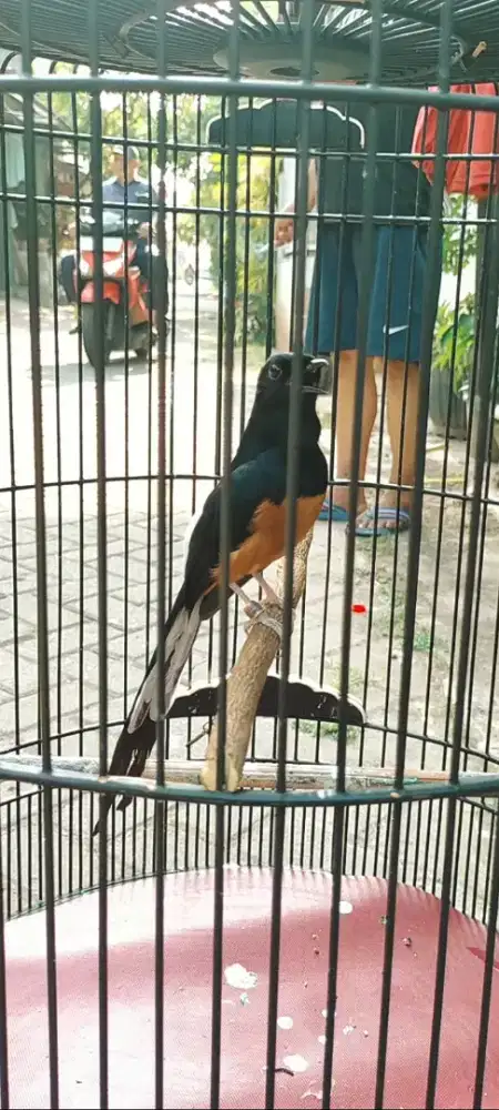 Murai batu lapangan Gacor