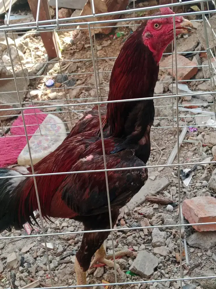 Ayam bangkok trah juara