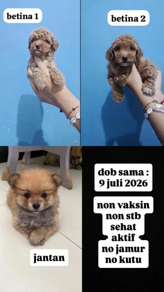 anjing anakan minipom dan poodle