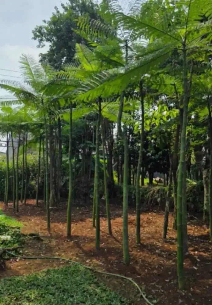 Pohon pakis Brazil/solobium