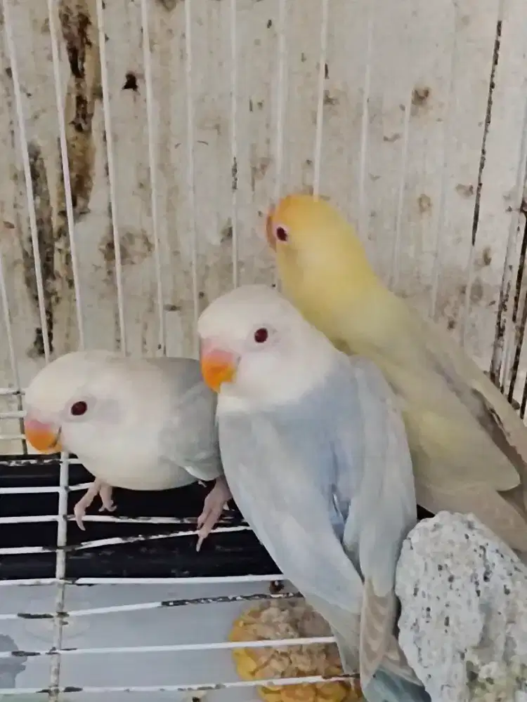 burung Lb anak biola pf mm