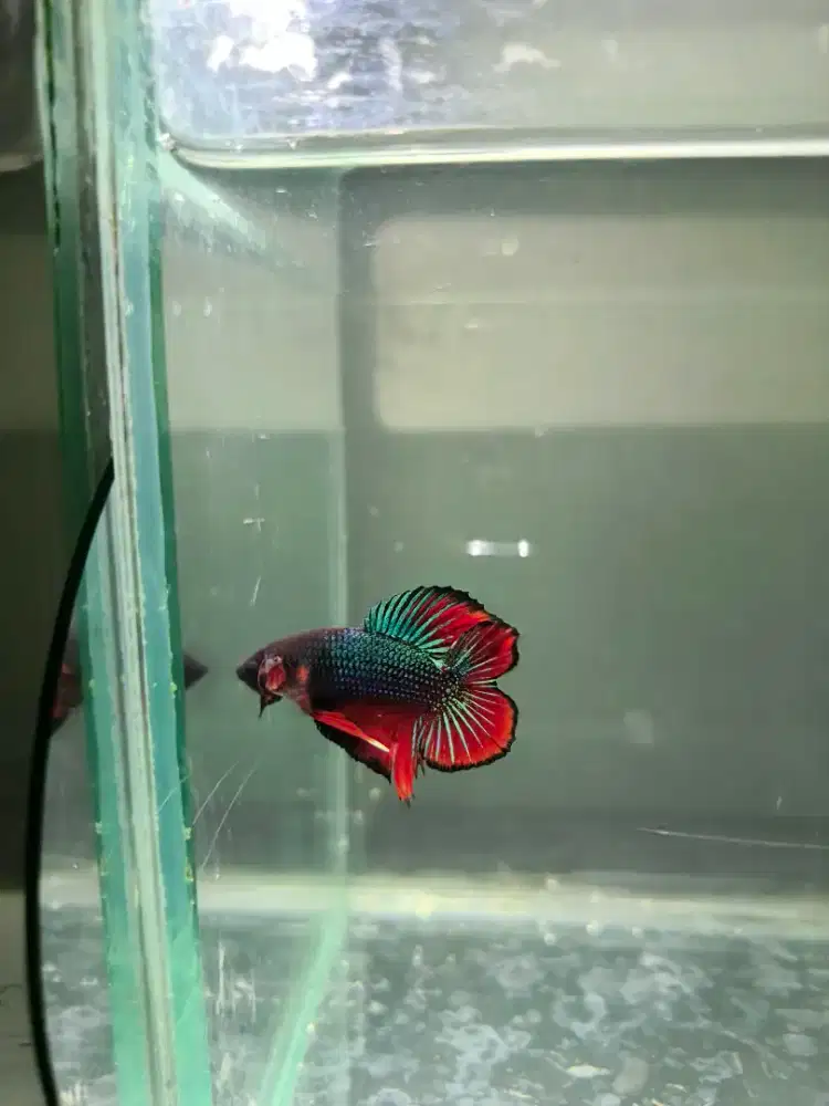 Ikan cupang doble taill