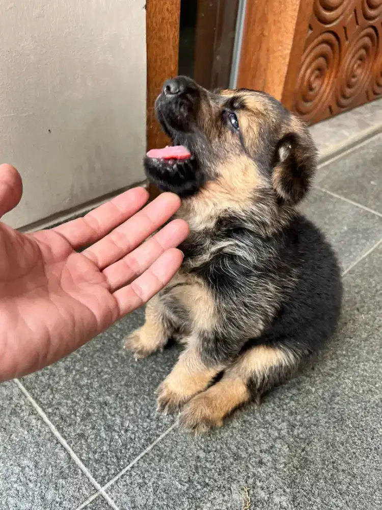 GERMAN SHEPHERD BETINA